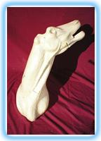 Red Deer/Stag Shoulder Mount RS 2