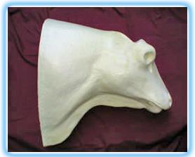 Highland Bull Shoulder Mount HB 1
