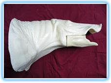 Wild Boar Shoulder Mount WB 4