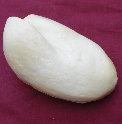 Female Tawny Owl Body Form