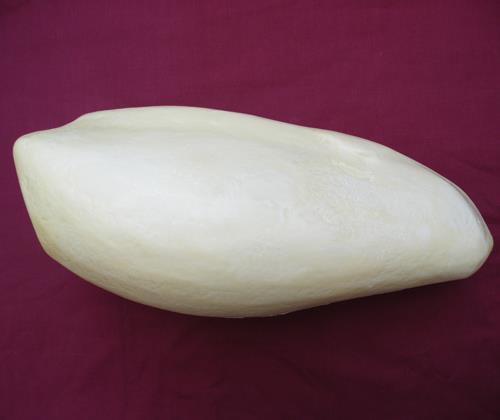 Mute Swan Body form