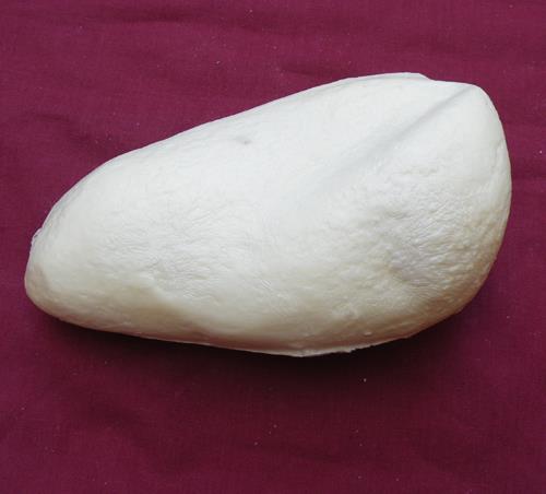 Herring Gull Body Form