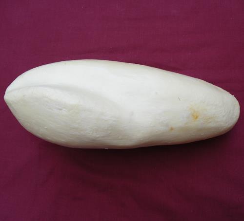 Cormorant Body Form