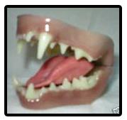 Otter Jaw Set No Tongue