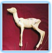 Roe Deer Fawn Form FRD2