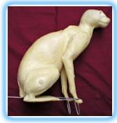 Domestic Cat Form FDC1