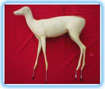 Chinese Water Deer  Form FCW1