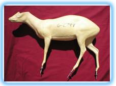 Muntjac Form FMD1