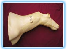 Reindeer Shoulder Mount Form RE1