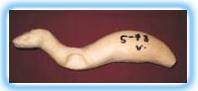 Stoat Form FS7