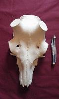 Red Deer Skull (35x37)