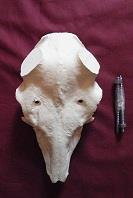 Fallow Deer Skull (32x35)