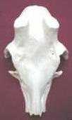 Roe Deer Skull (21x23)