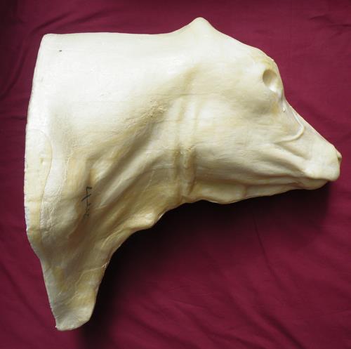 Bull Shoulder Mount BU2