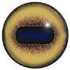 Domestic Sheep Eyes 26MM