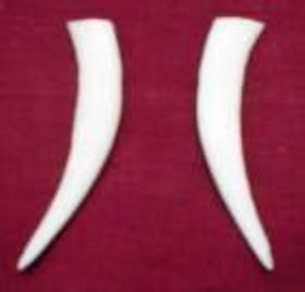 artificial chinese water deer tusks