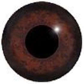 Partridge Eye JHT Supplies for Taxidermists and Taxidermy | Aspheric Partridge eyes ...