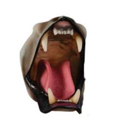 large mountain lion detailed jaw set with throat and lips (snarling)