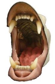 medium black bear with throat, detailed jaw cup with tongue (snarling)