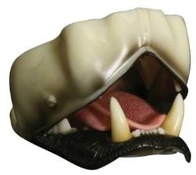 large mountain lion detailed jaw set with throat and lips (relaxed)