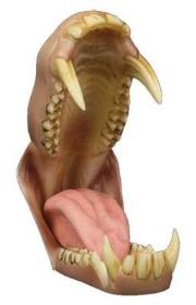 baboon jaw and tongue set with throat (medium)