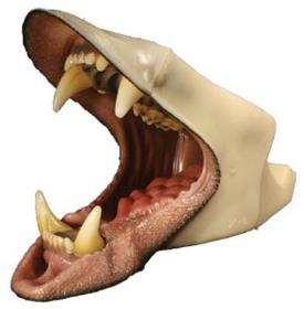 large black bear with throat, detailed jaw  with tongue (snarling)