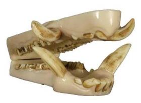 wild boar jaw and tongue set (large)