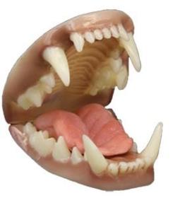JHT Supplies for Taxidermists and Taxidermy | Badger Jaw And Tongue Set ...