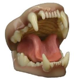 wolverine jaw and tongue set