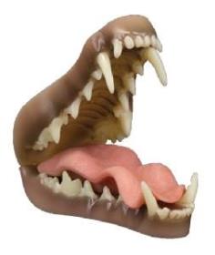 fox jaw and tongue set