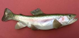 replica brown trout bait fish  8.1/2