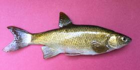 replica golden shiner bait fish  6.5