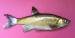 Replica Golden Shiner Bait Fish  6.1/2"