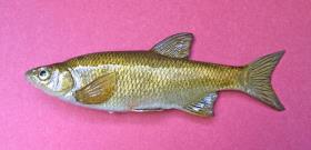 replica golden shiner bait fish  4 3/4