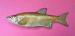 Replica Golden Shiner Bait Fish  4 3/4"