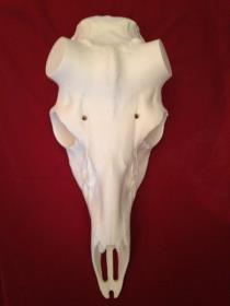whitetail deer reproduction skull