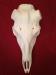 Whitetail Deer Reproduction Skull