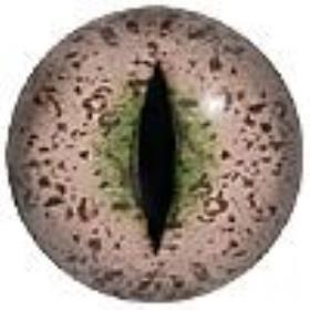 alligator glass eye