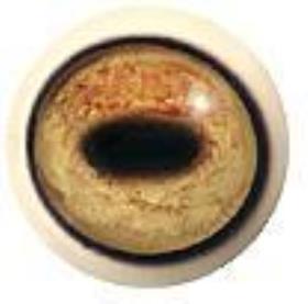 tohickon blesbok eyes 26/30mm