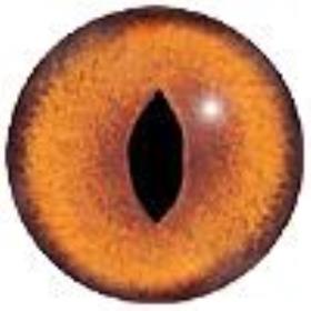Jht Supplies For Taxidermists And Taxidermy Fox Eyes Lfe1 G E