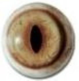 lynx eyes 20/24mm