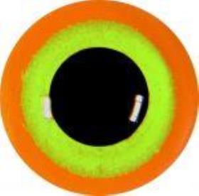 yellow crowned parrot eyes 9mm