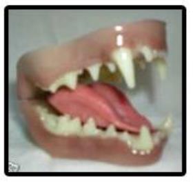 mink jaw and tongue set