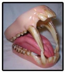 baboon jaw and tongue set