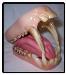 Baboon Jaw And Tongue Set