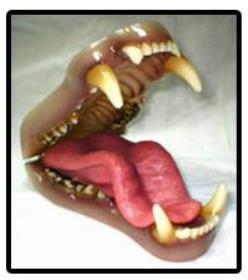 black bear jaw and tongue set (medium)