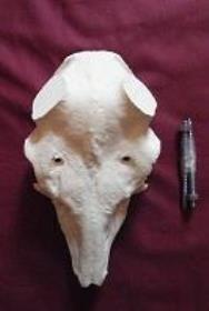 fallow deer skull