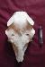 Fallow Deer Skull (32x35)
