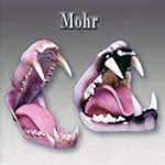Jaw Sets